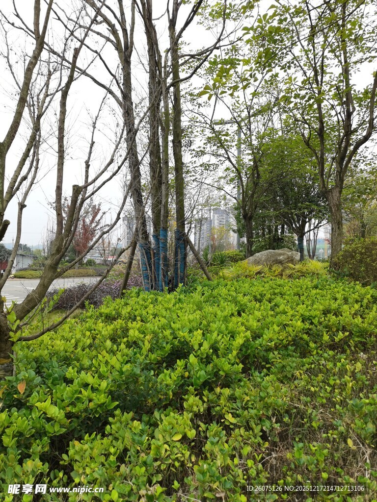 春日林间绿意盎然的景致