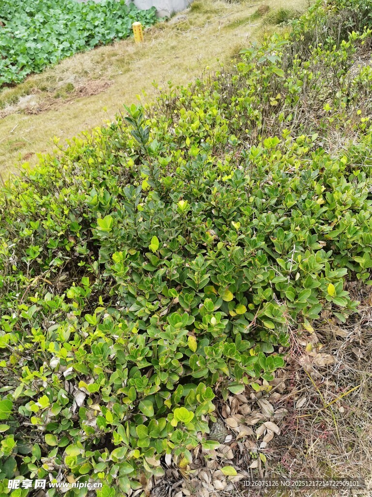 绿意盎然的低矮灌木丛