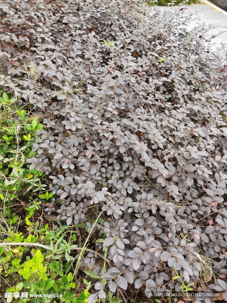 灰紫色植物丛景观