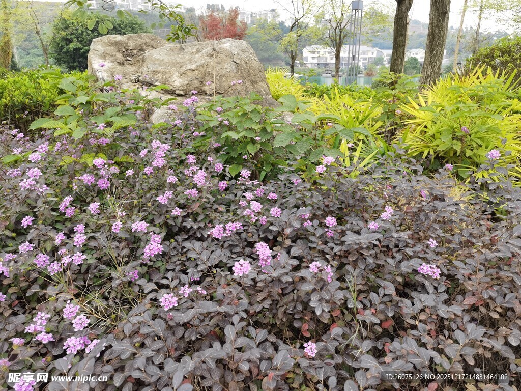 花园中绽放的多彩花卉