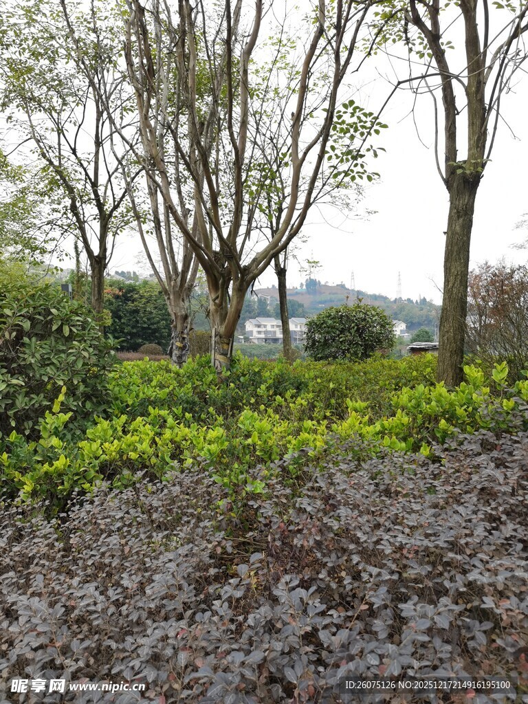 户外绿植树木景观