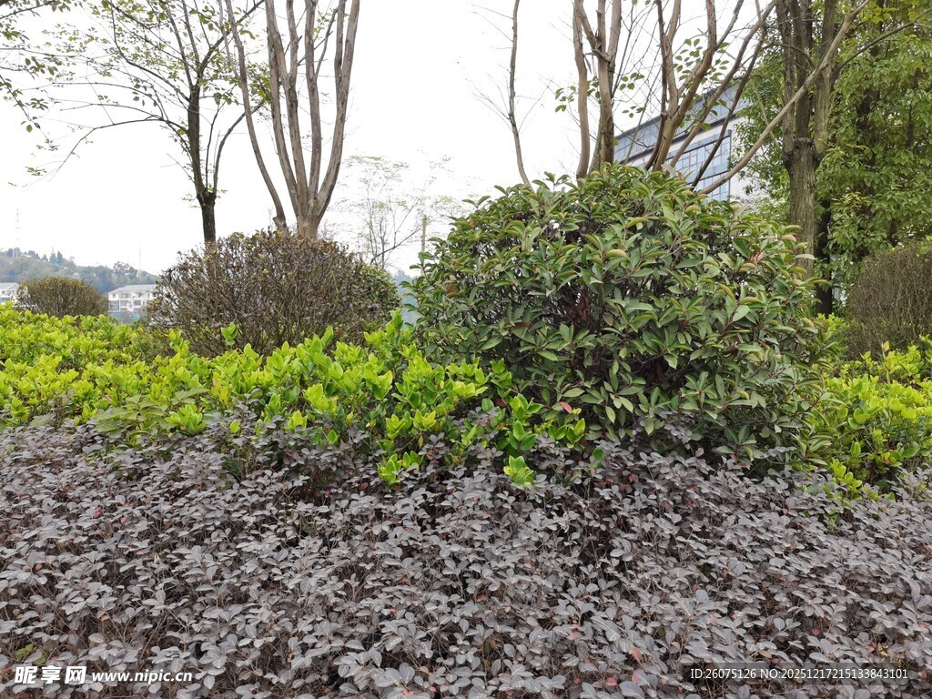 园林绿植景观一角