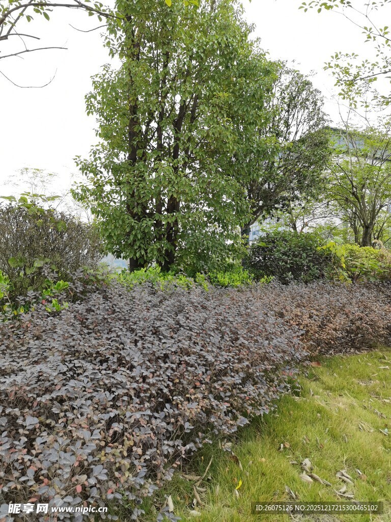 户外繁茂绿植景观