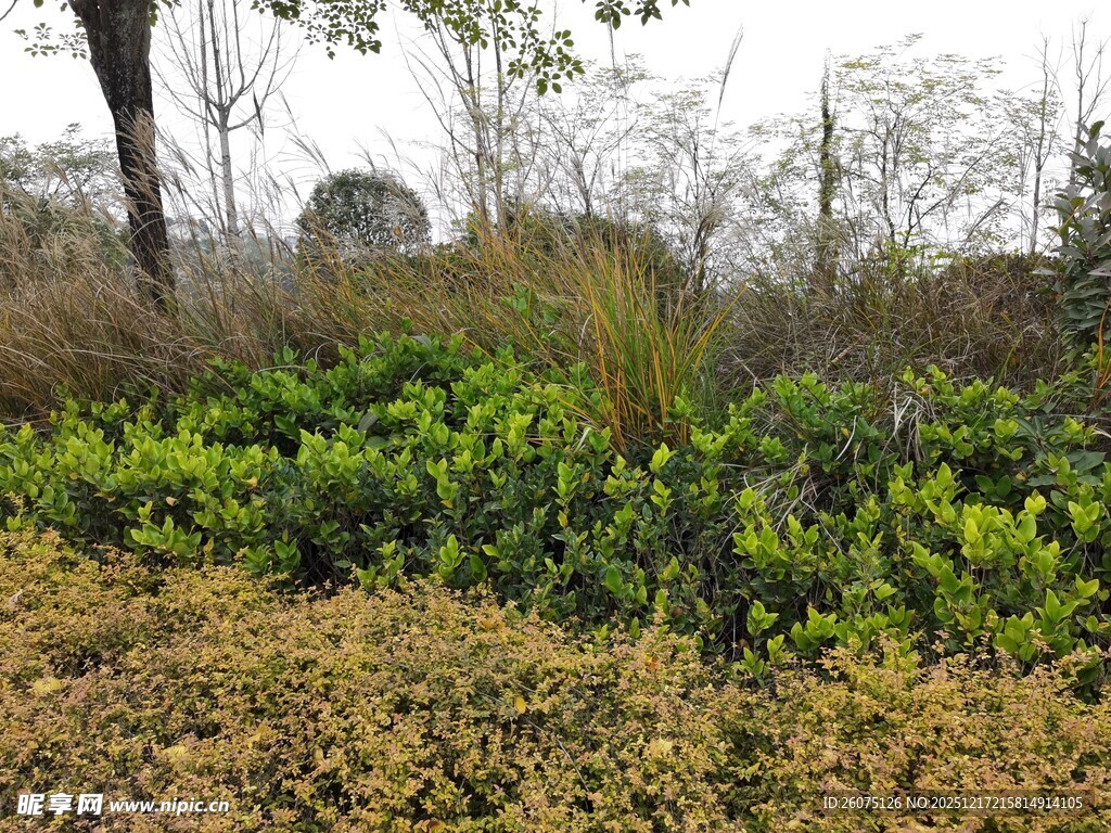 野外绿植景观