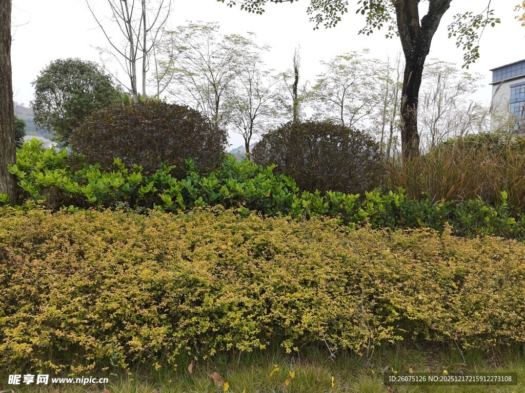 城市绿化带景观植物