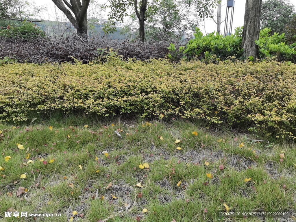 绿意盎然的园林植物景观