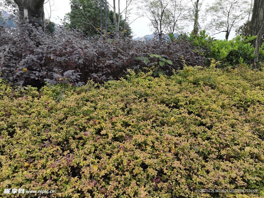 地面绿植景观