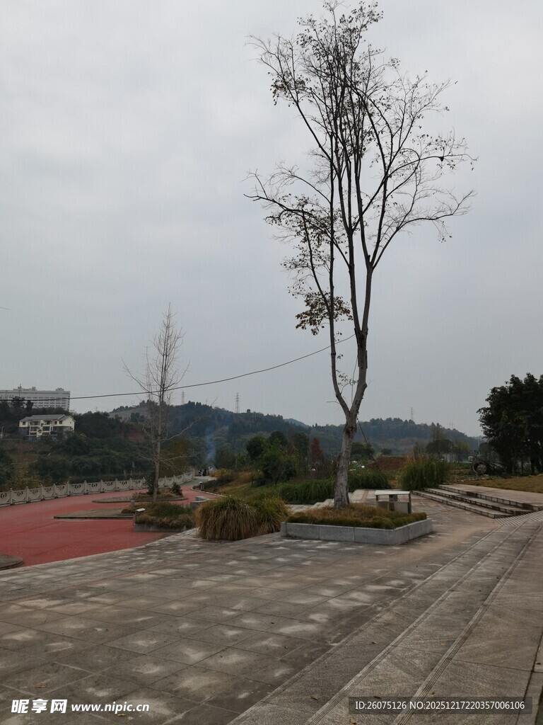 空旷场地中的孤树