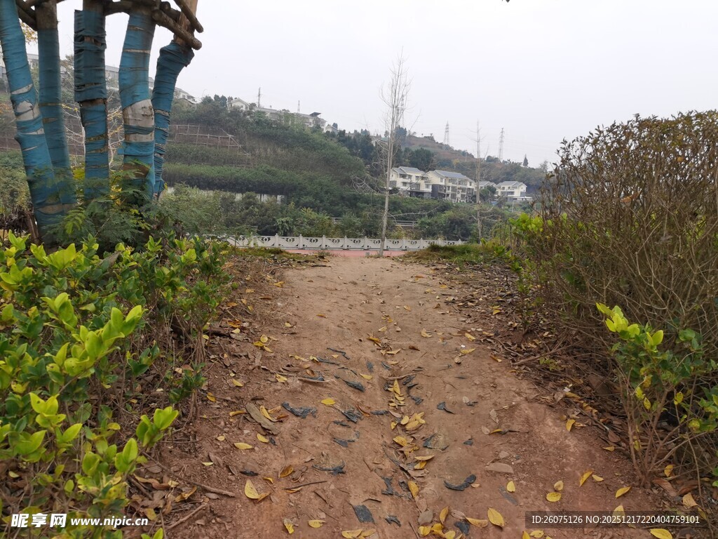 乡间小径绿植相伴