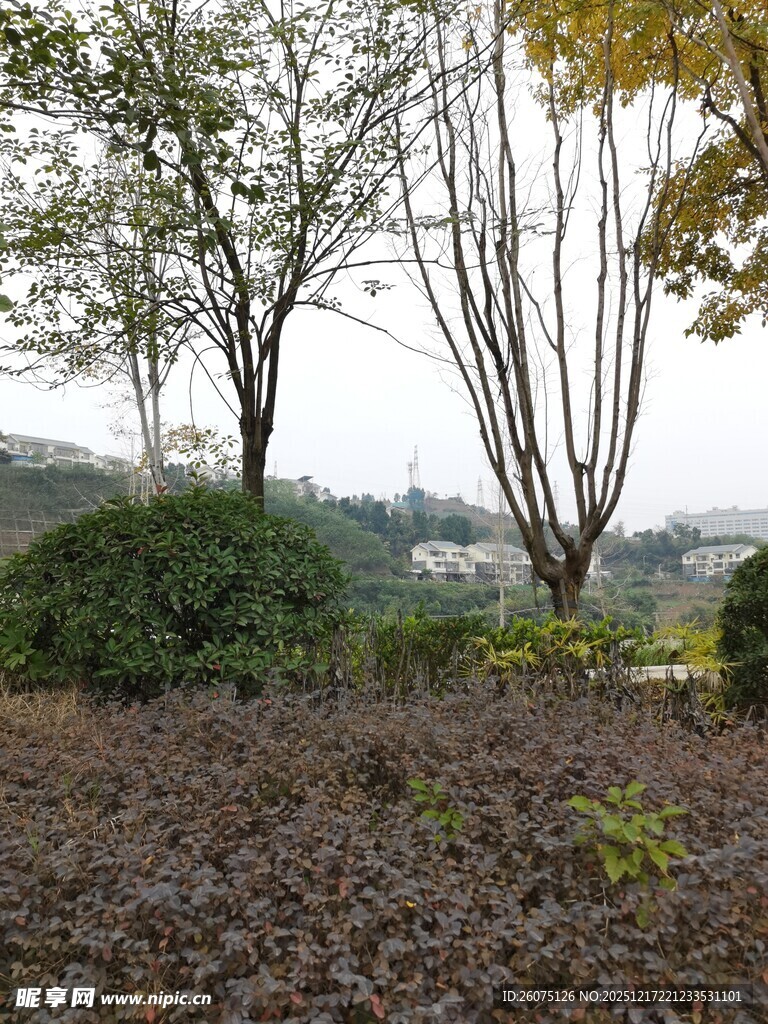 户外园林景观绿植景致