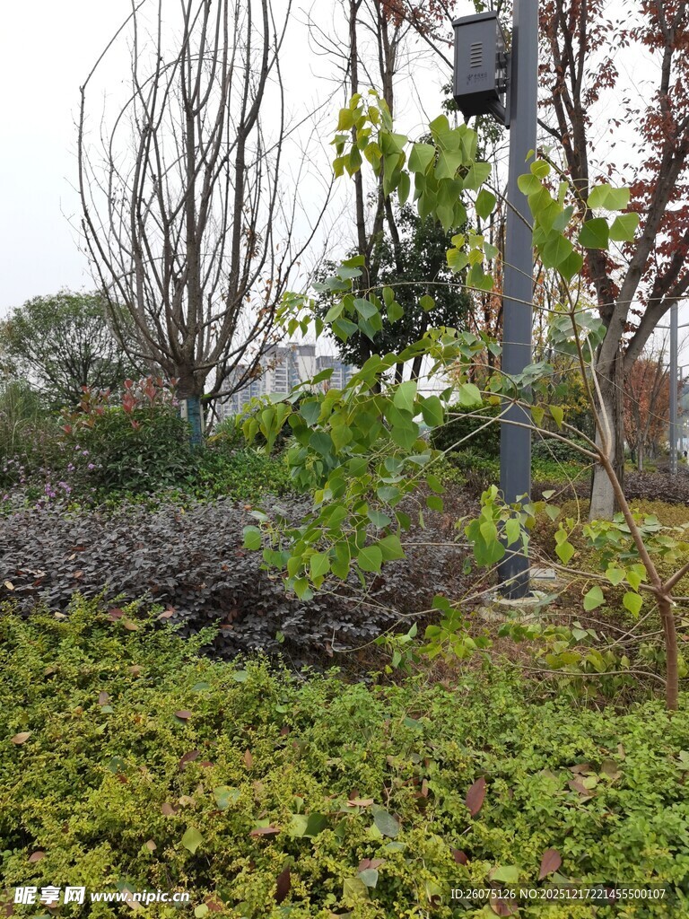 户外绿植与木质设施景观