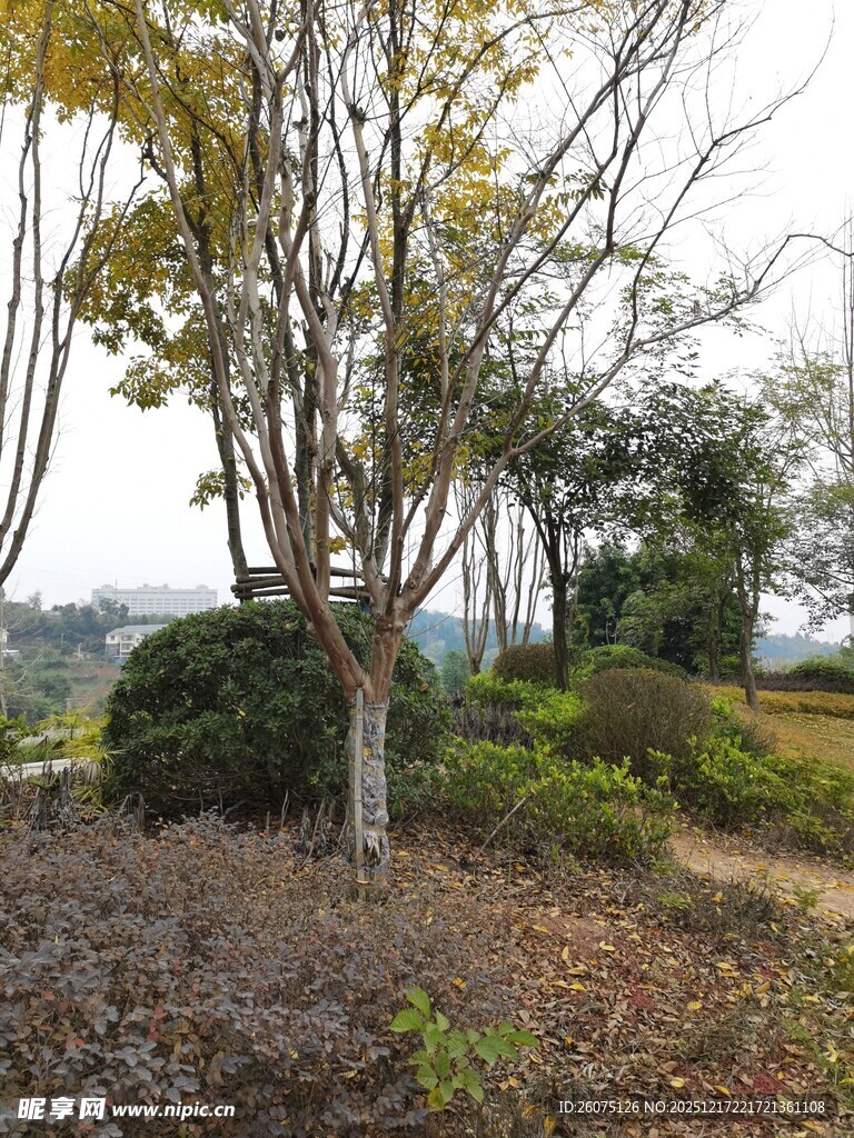 秋日郊野树木景观