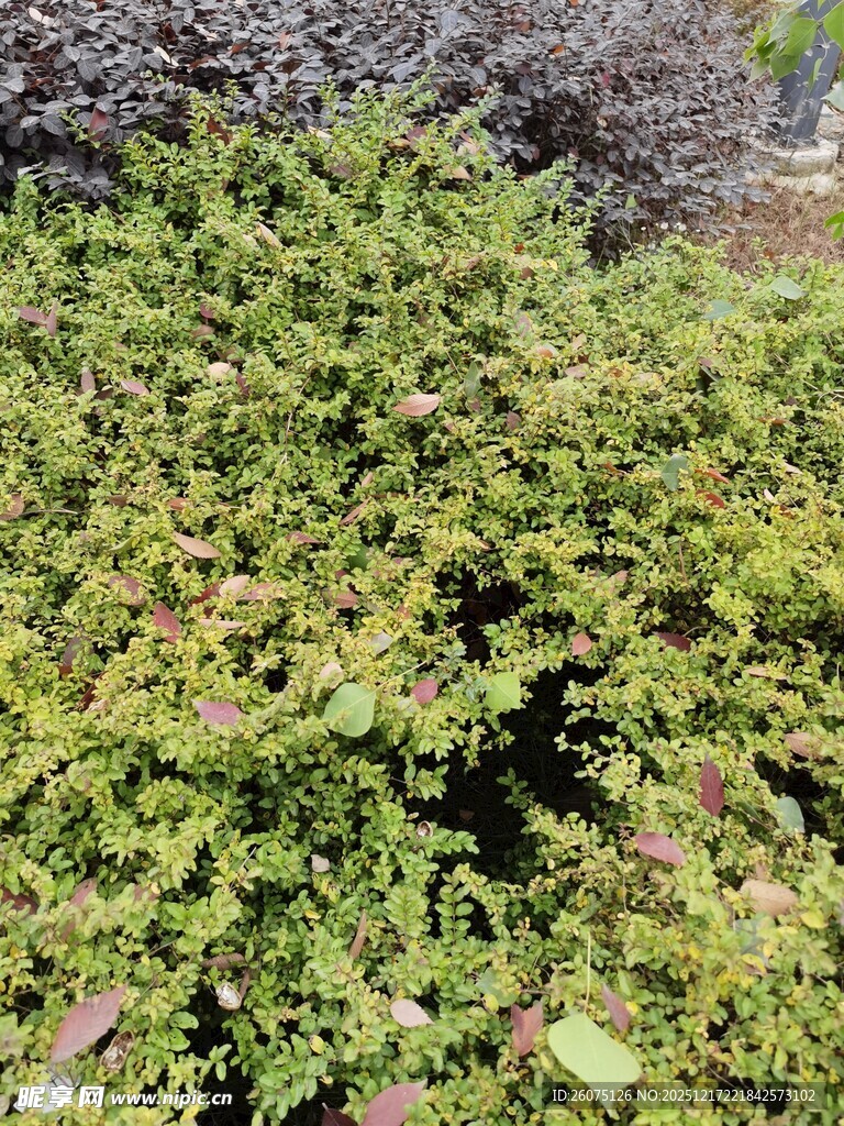 翠绿繁茂的灌木丛