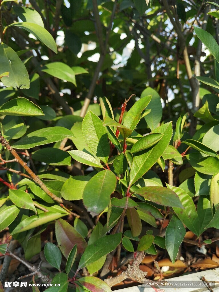 绿叶繁茂的植物景观