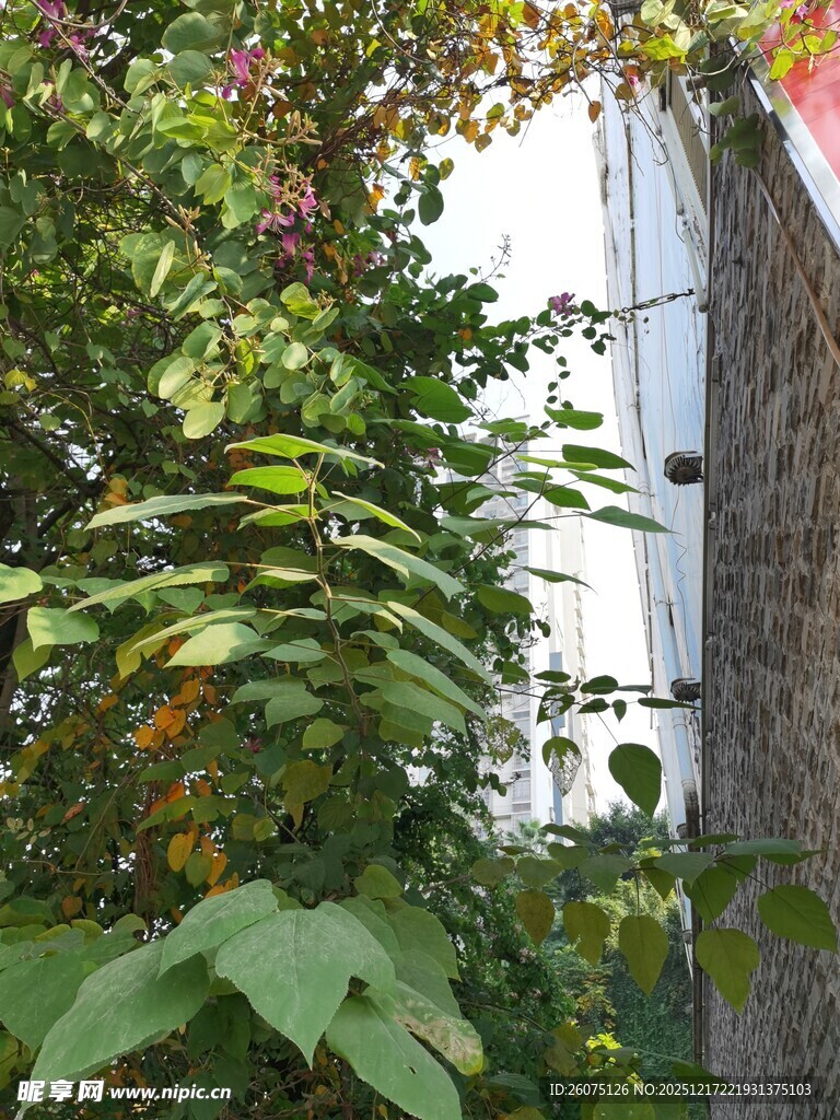 绿叶攀爬的户外景致