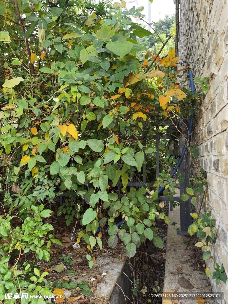 墙边繁茂绿植与明艳黄花