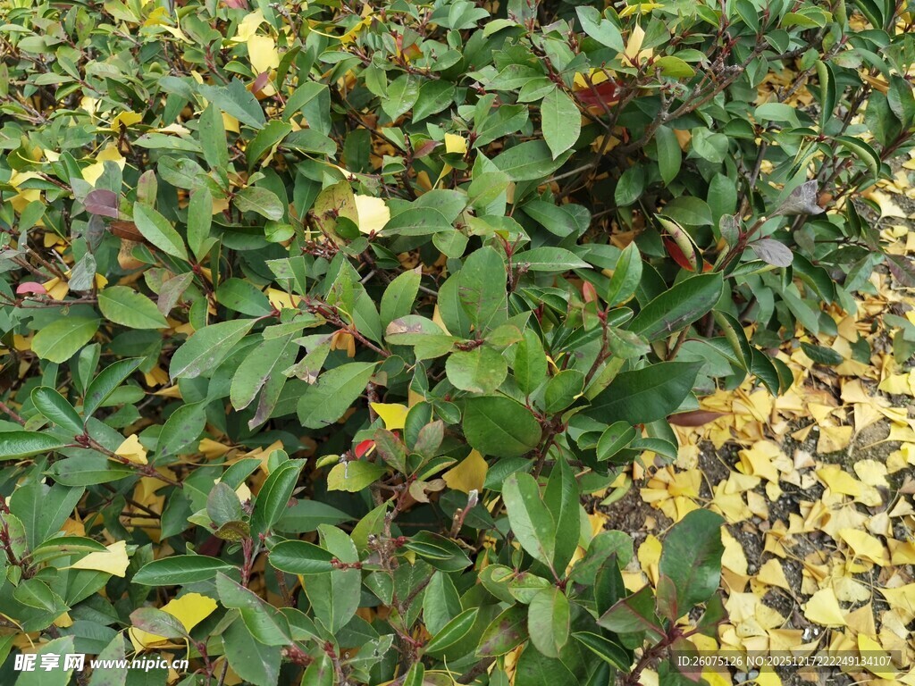 绿叶繁茂的植物景观