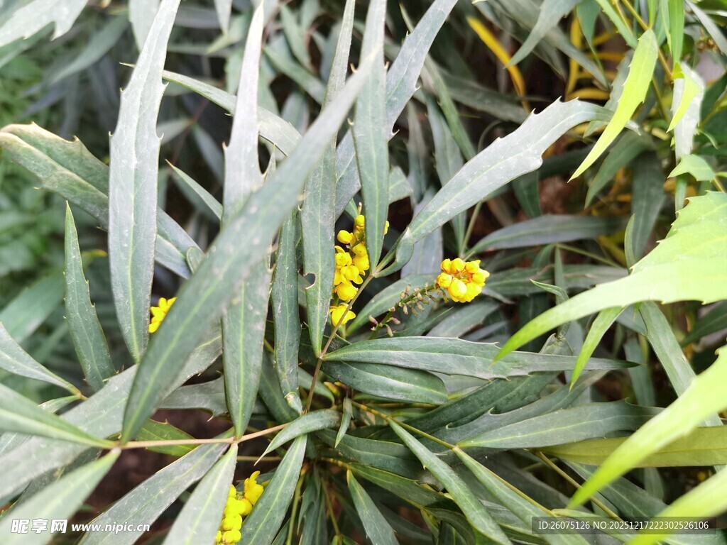银叶金合欢特写