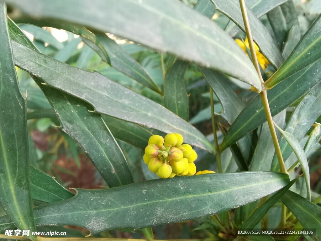 绿叶间的黄色小花
