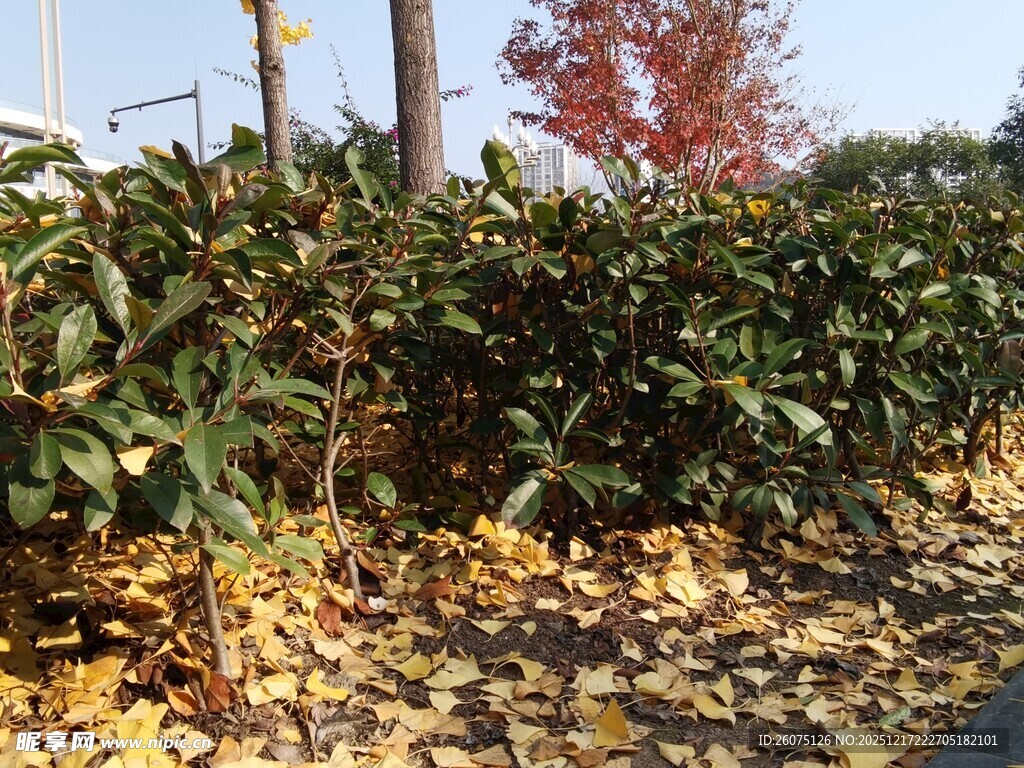 秋日路边绿植与落叶