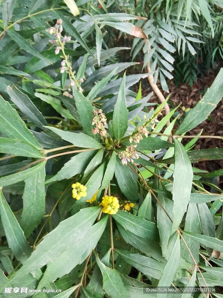 绿叶间的黄色小花