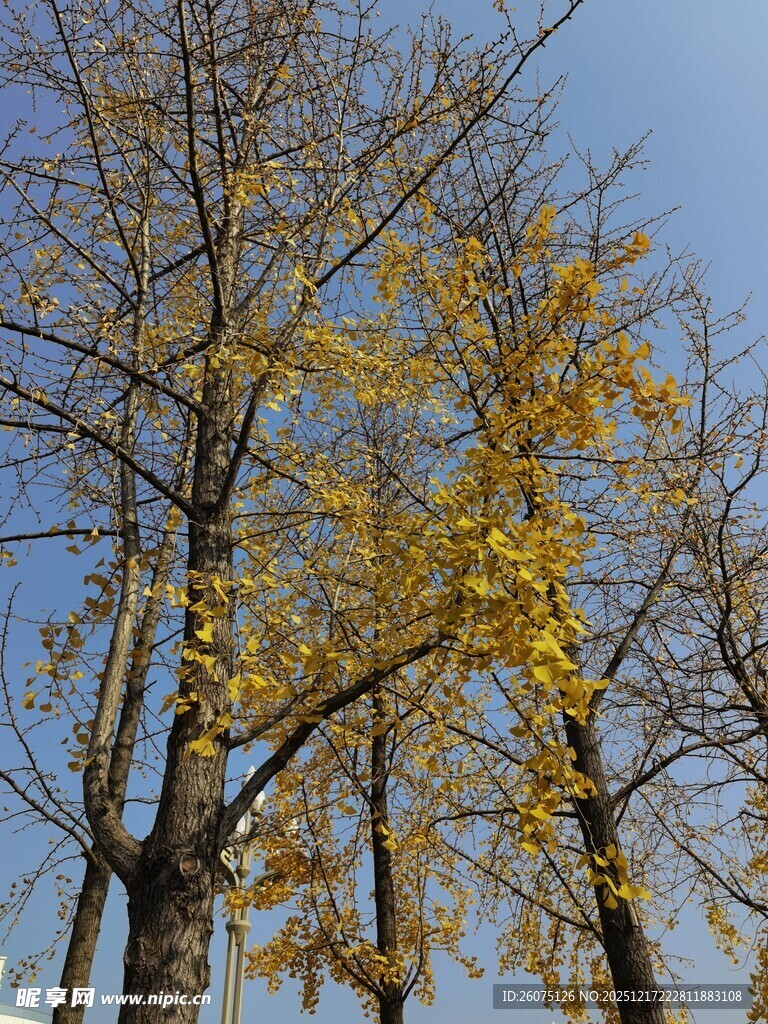 秋日银杏树枝叶蓝天美景