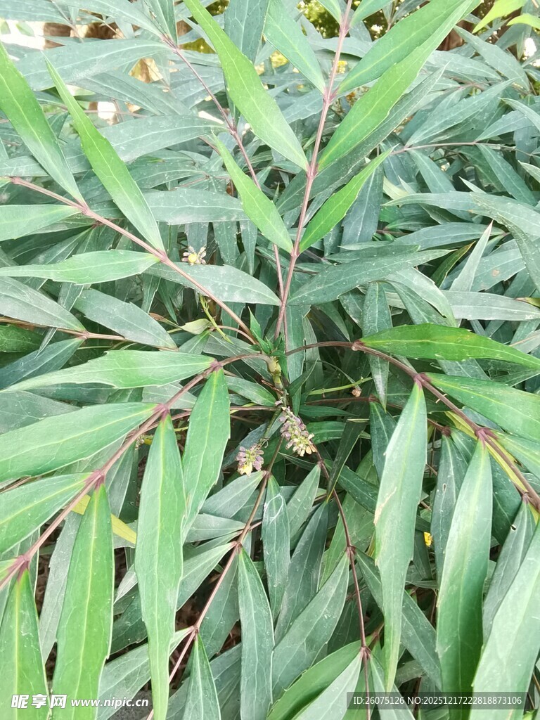 翠绿叶片植物特写