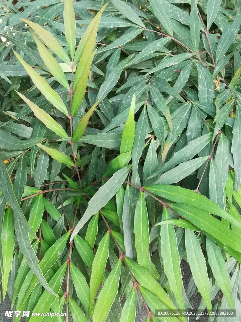 翠绿繁茂的植物叶片特写