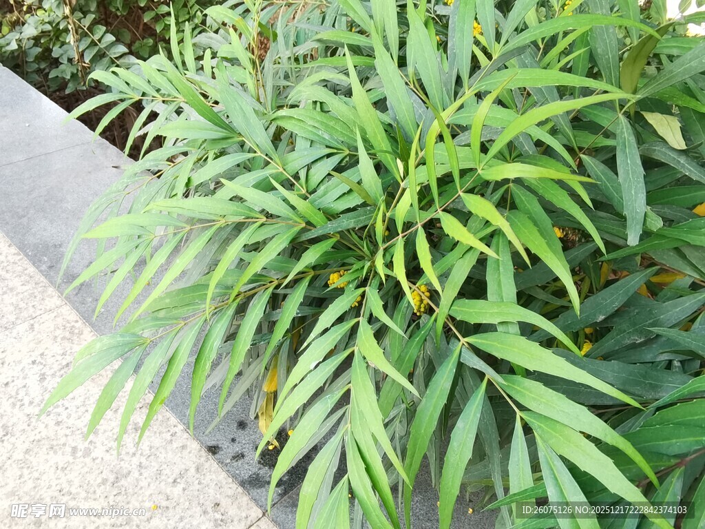 翠绿茂盛的热带植物