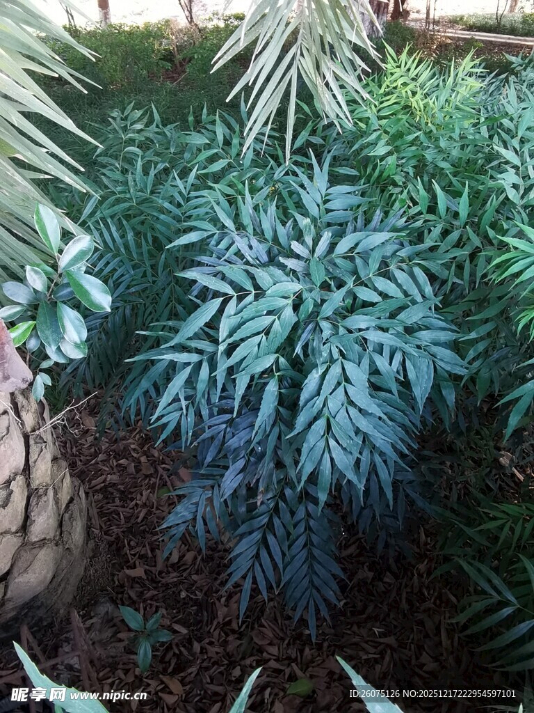 蓝绿色羽状植物景观