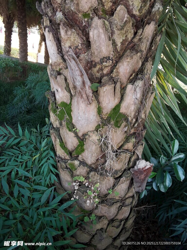棕榈树干特写