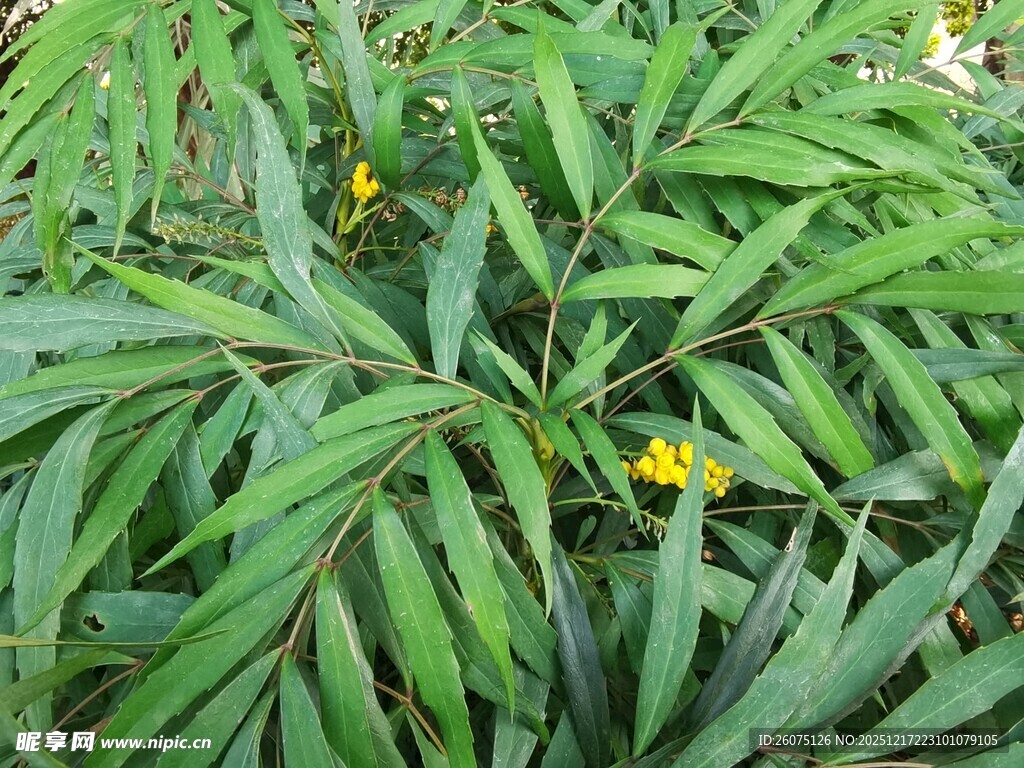 绿叶丛中黄色小花绽放