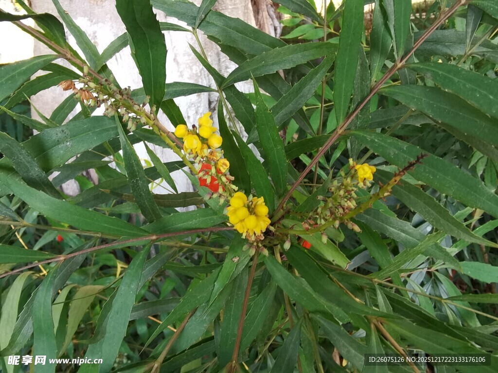 绿叶间的黄色小花绽放