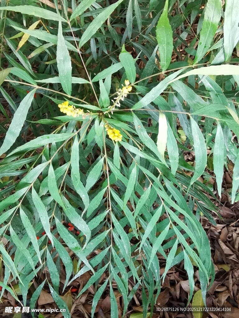 绿叶间的黄色小花植物