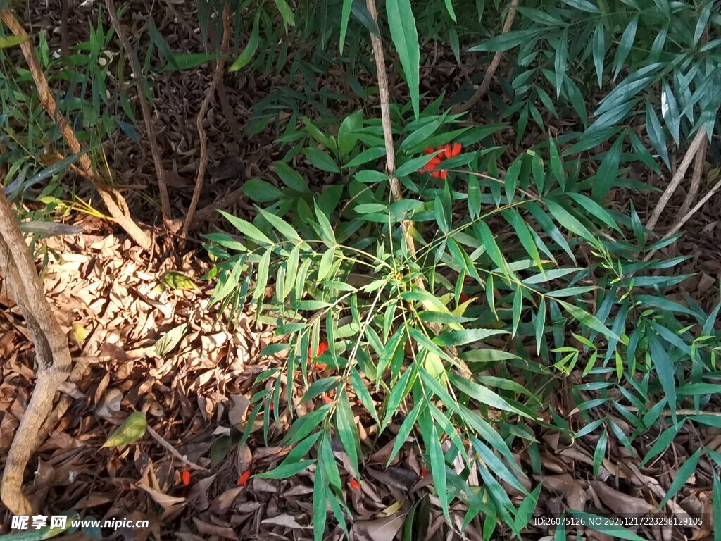 阳光下的翠绿植物