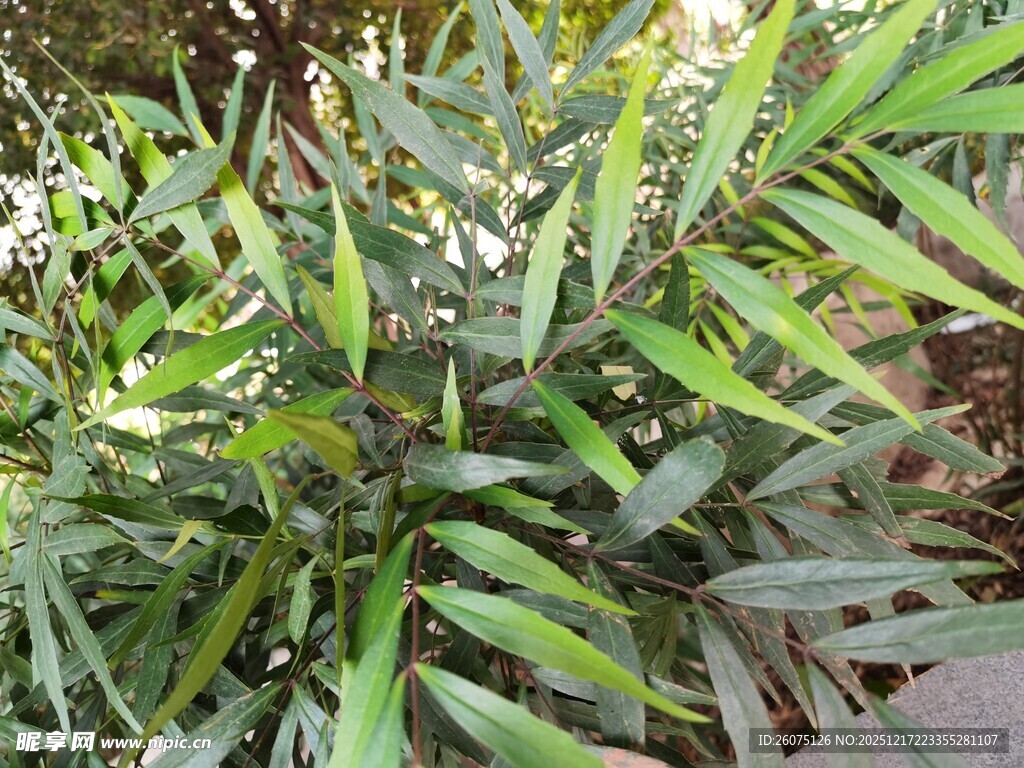 翠绿竹叶植物特写
