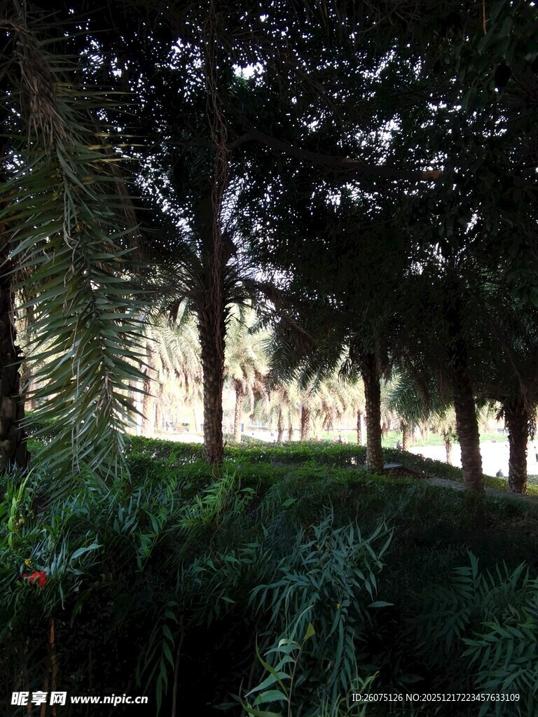 森林暮色中的静谧景致