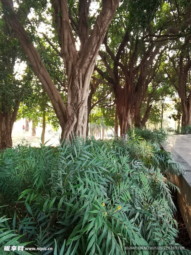 繁茂大树与葱郁绿植景观