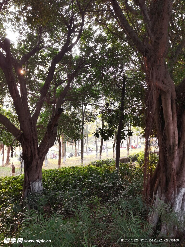 林间绿意盎然的自然景致