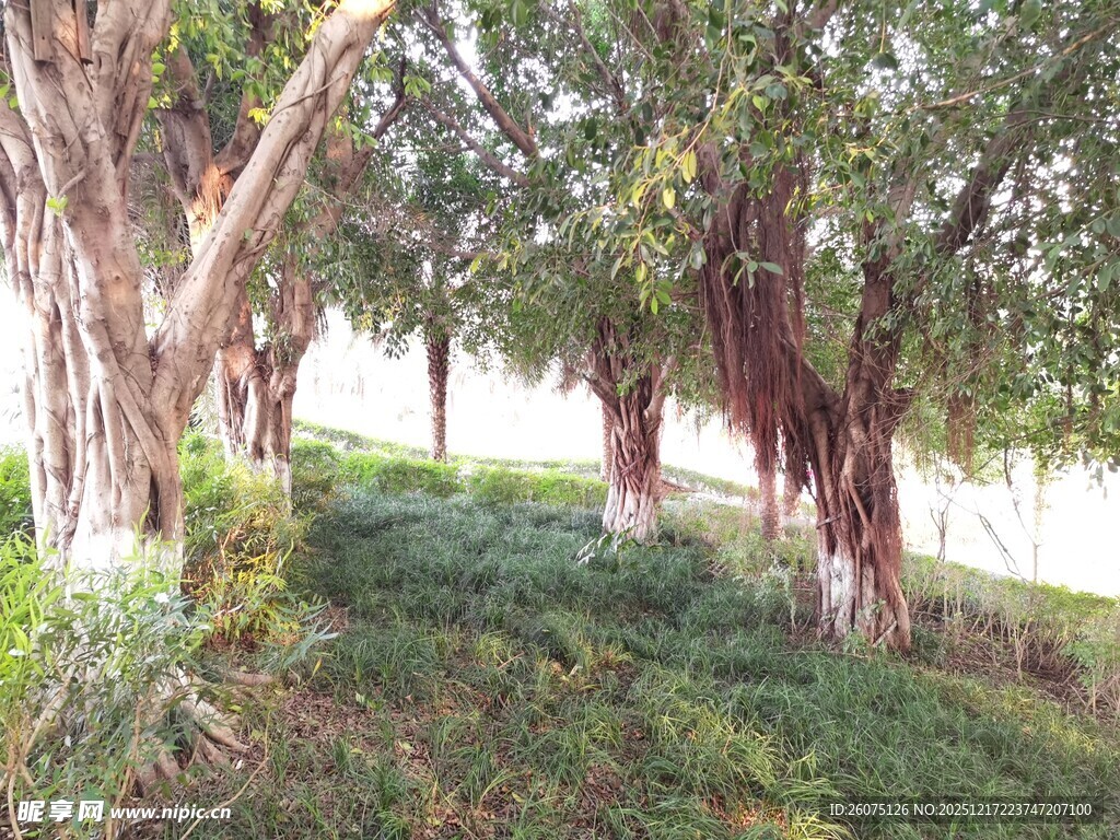 林间绿意盎然的树木景观