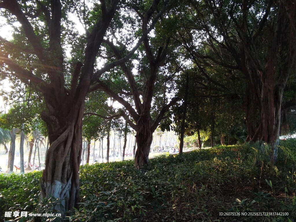 阳光洒落林间的静谧景致