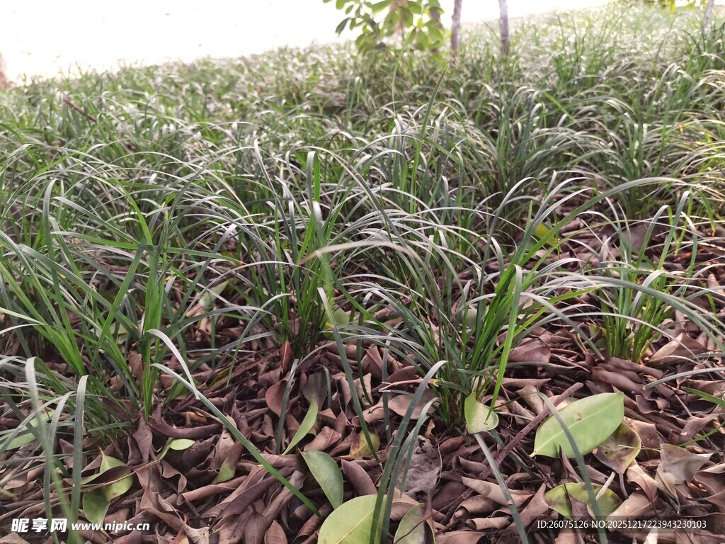 茂密草地中的绿植景观