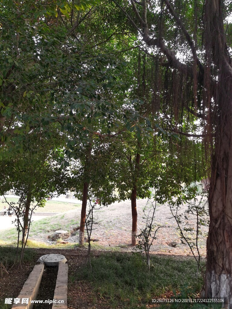 林间小道旁的葱郁树木