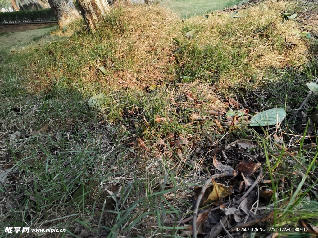 野外草地中的植物景象