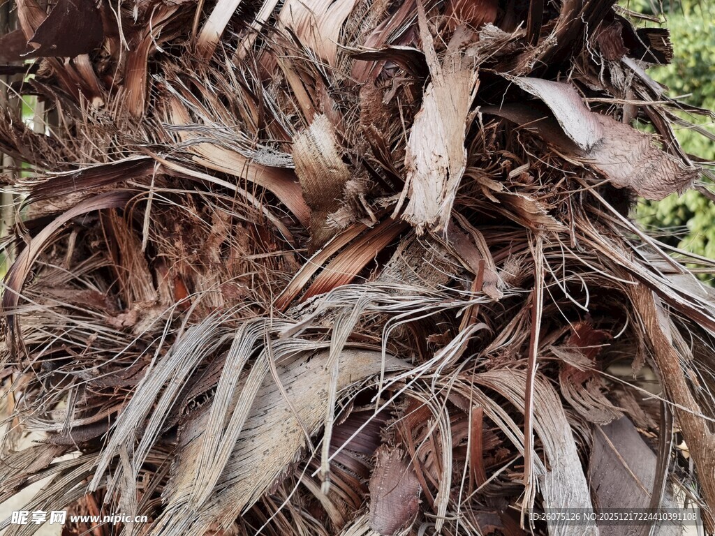 干枯棕叶堆