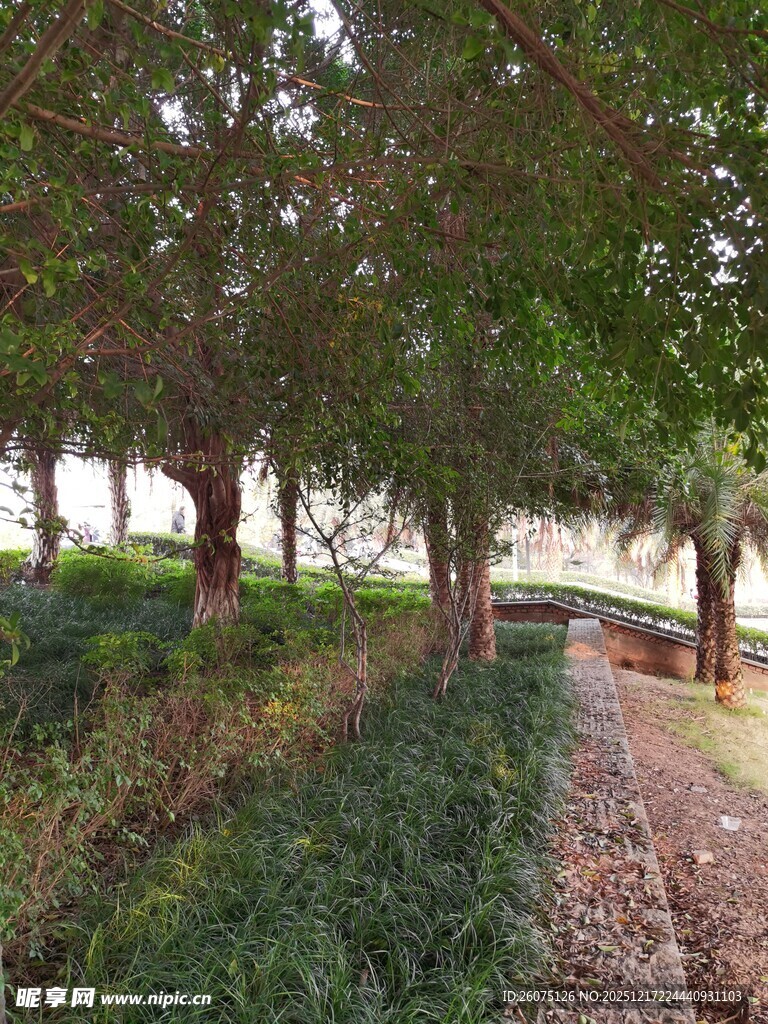 林间小道绿意盎然的景致