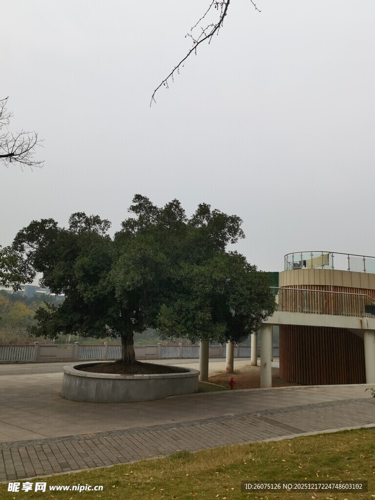 户外开阔处的树木与建筑