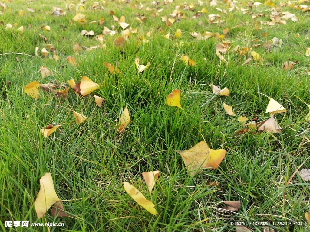 草地上的缤纷落叶