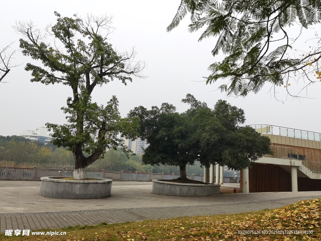 公园中的树木与开阔景致