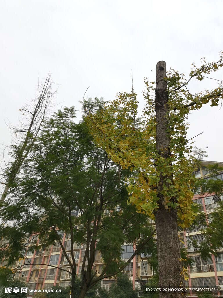 城市中的绿树景观